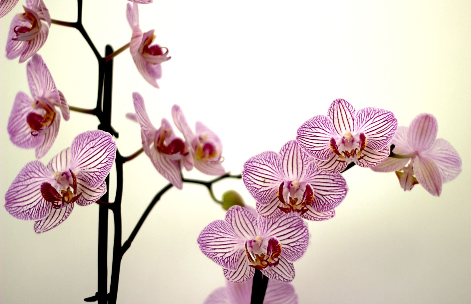 Canon EOS 600D (Rebel EOS T3i / EOS Kiss X5) + Canon EF 50mm F1.8 II sample photo. Orchid, petals, purple photography