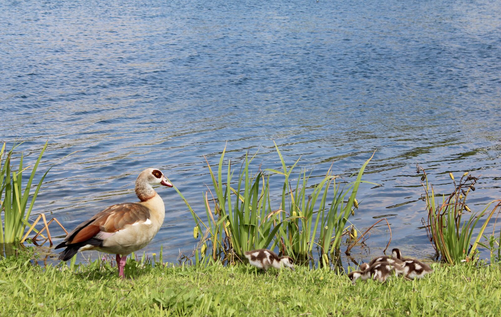Canon EOS 600D (Rebel EOS T3i / EOS Kiss X5) sample photo. Duck, chicks, baby photography
