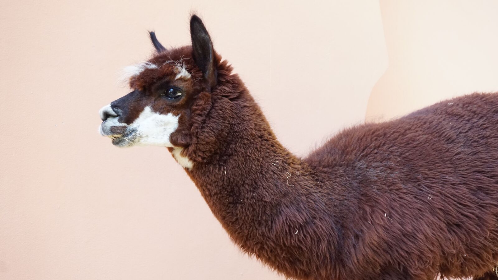 Sony a5100 sample photo. Alpaca, safari, park photography