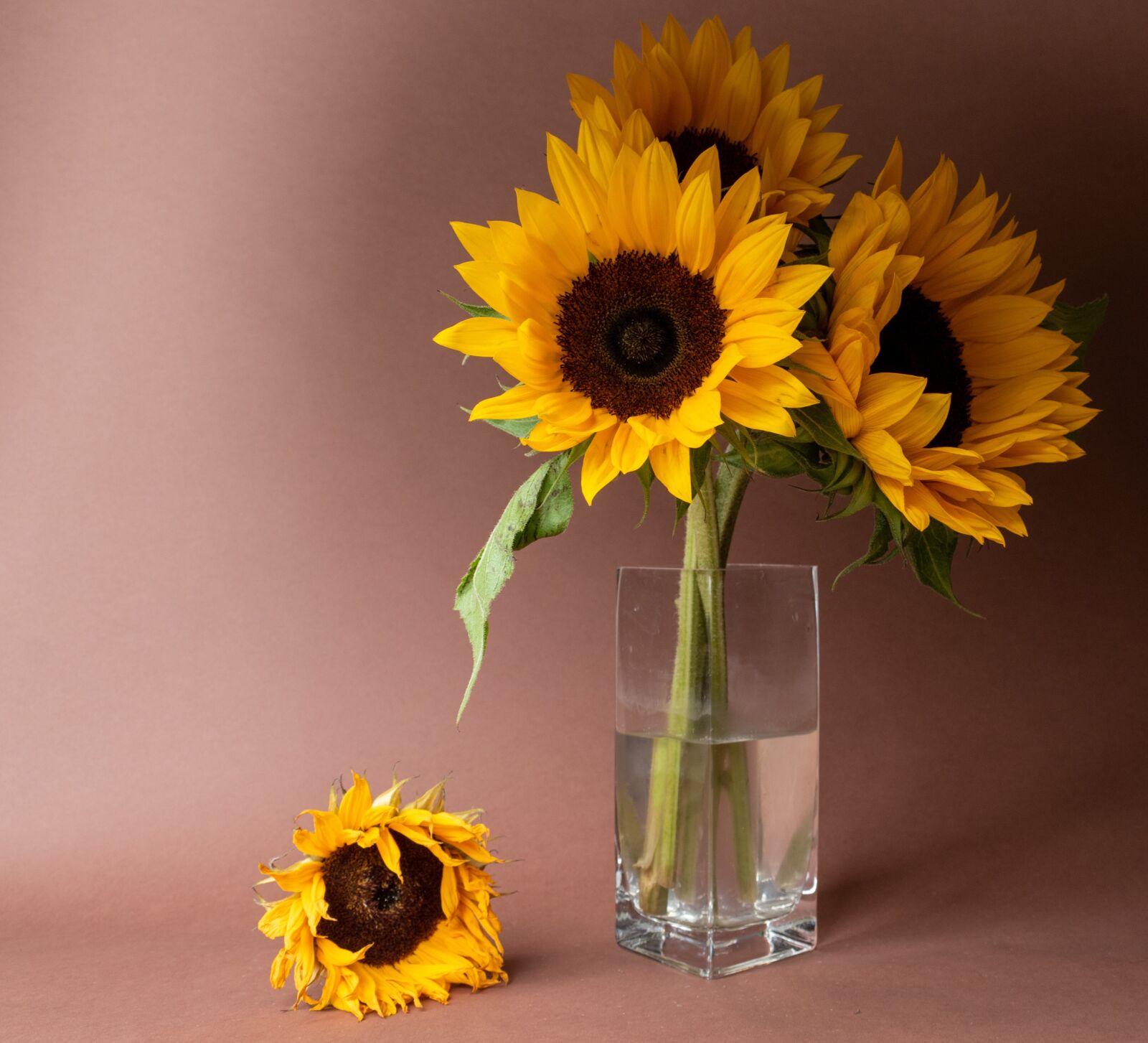 Nikon D5600 sample photo. Sunflower, nature, yellow photography