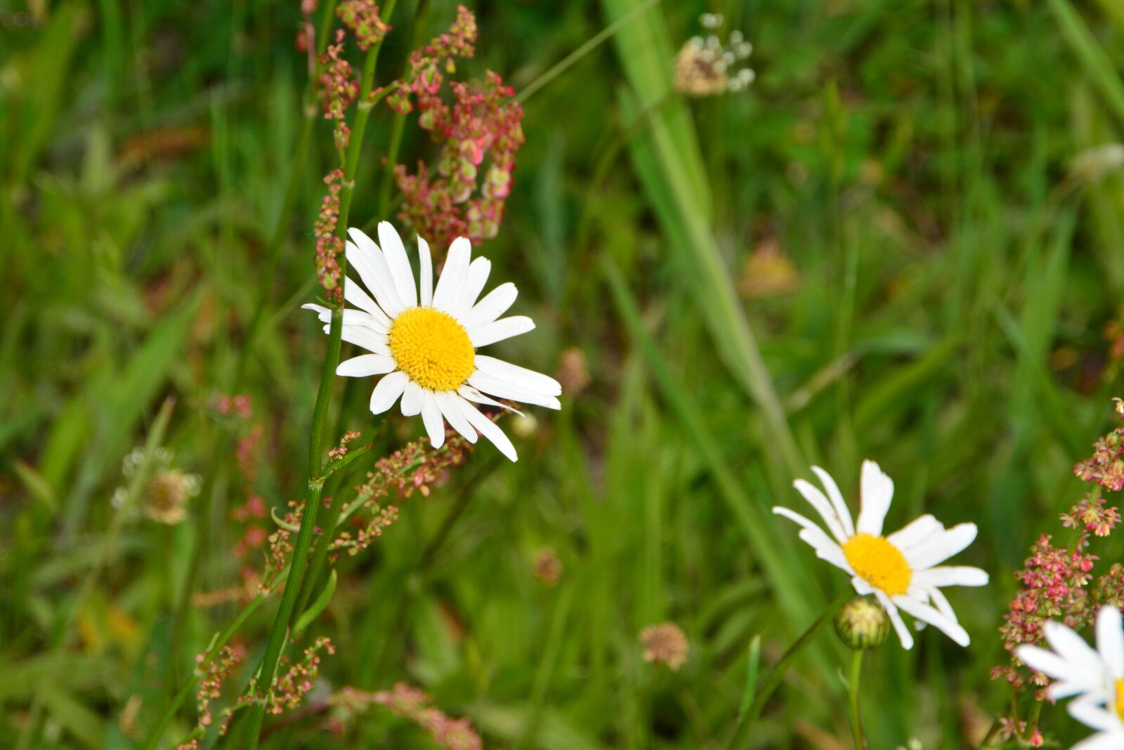 Nikon D5200 sample photo. Flower, meadow, grass photography