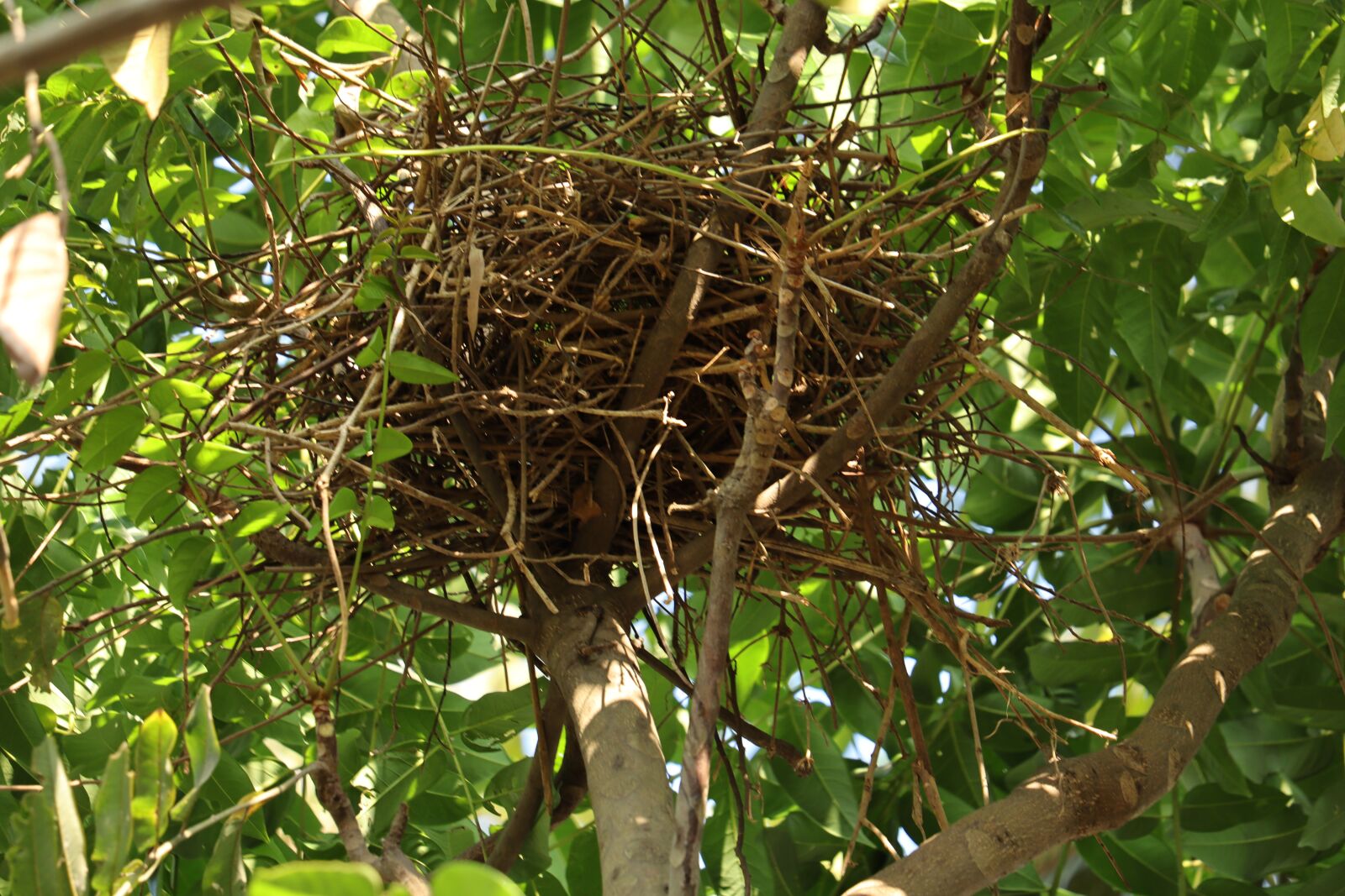 Canon EOS 250D (EOS Rebel SL3 / EOS Kiss X10 / EOS 200D II) sample photo. Tree, nest, nature photography