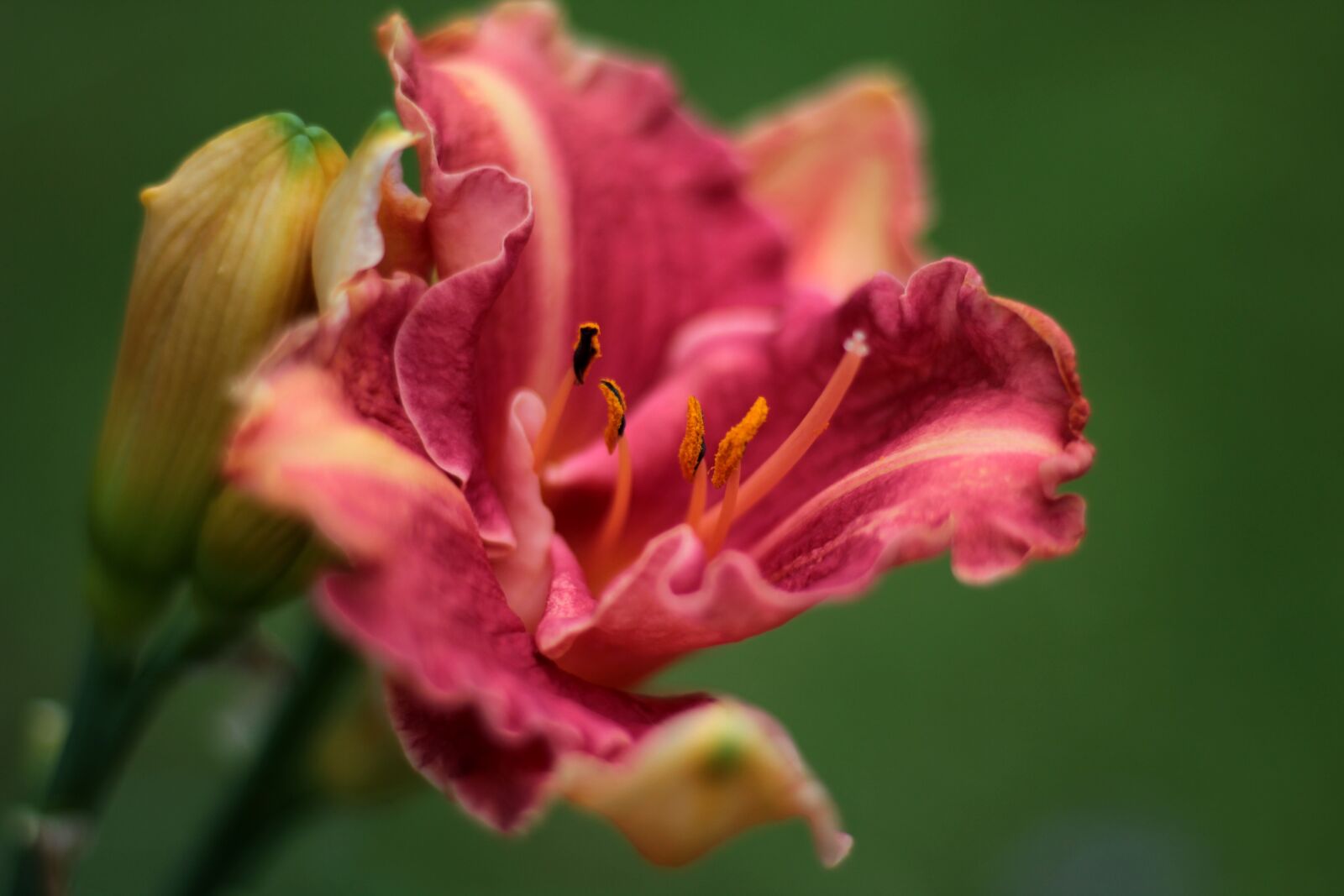 Canon EOS 600D (Rebel EOS T3i / EOS Kiss X5) sample photo. Hemerocallis pretty impressive, daylily photography