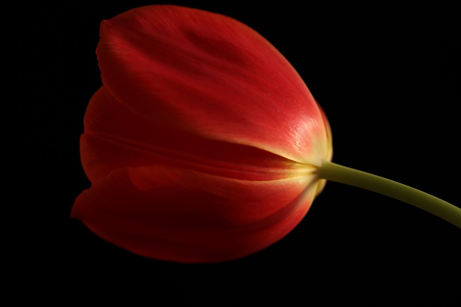 Canon EOS 80D sample photo. Tulip, tulips, red photography