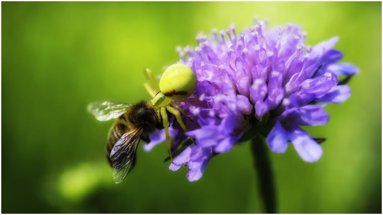 Olympus OM-D E-M1 + Olympus M.Zuiko Digital ED 12-40mm F2.8 Pro sample photo. Insects, flower, nature photography