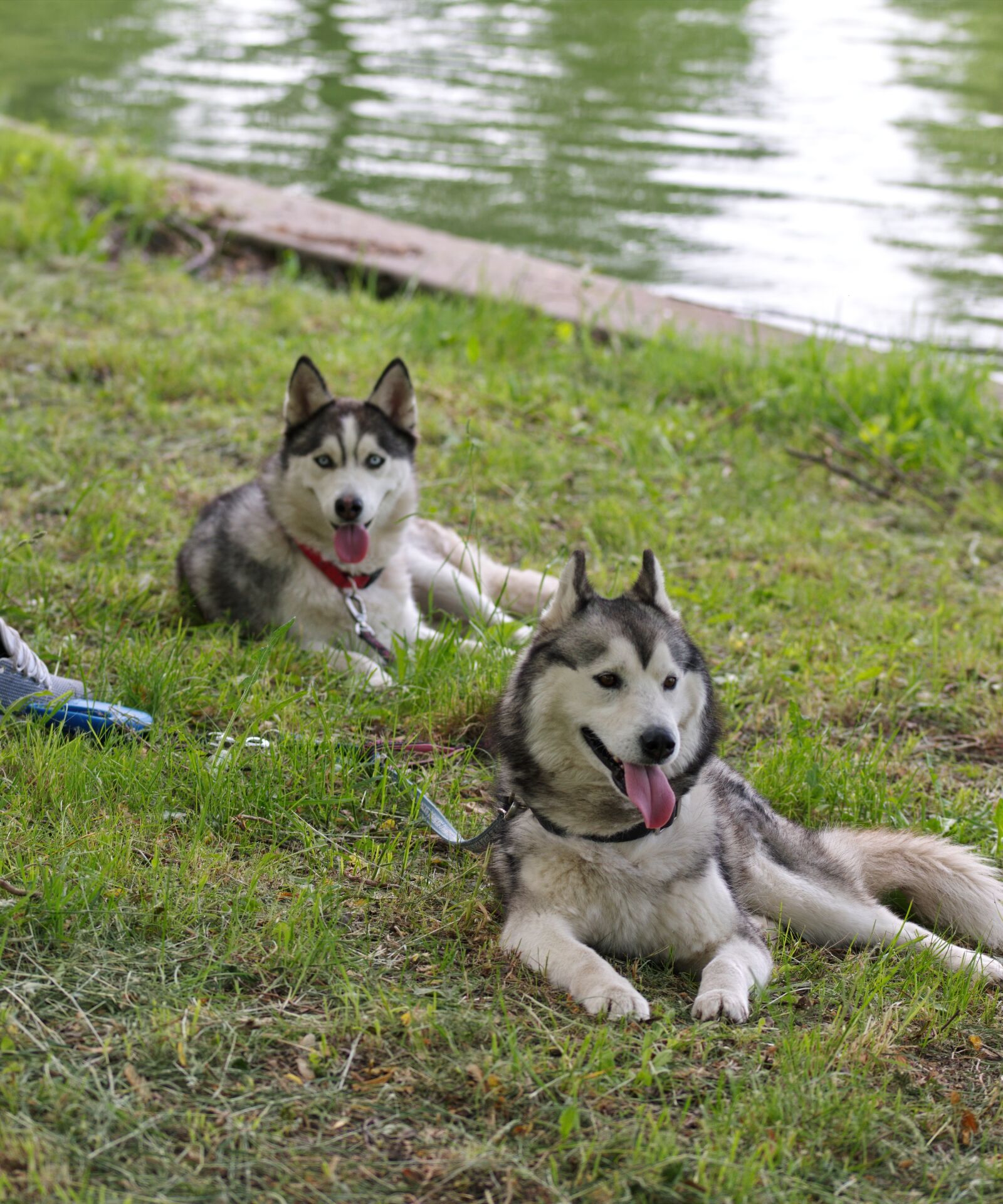 Nikon D5300 sample photo. Dogs, husky, animals photography