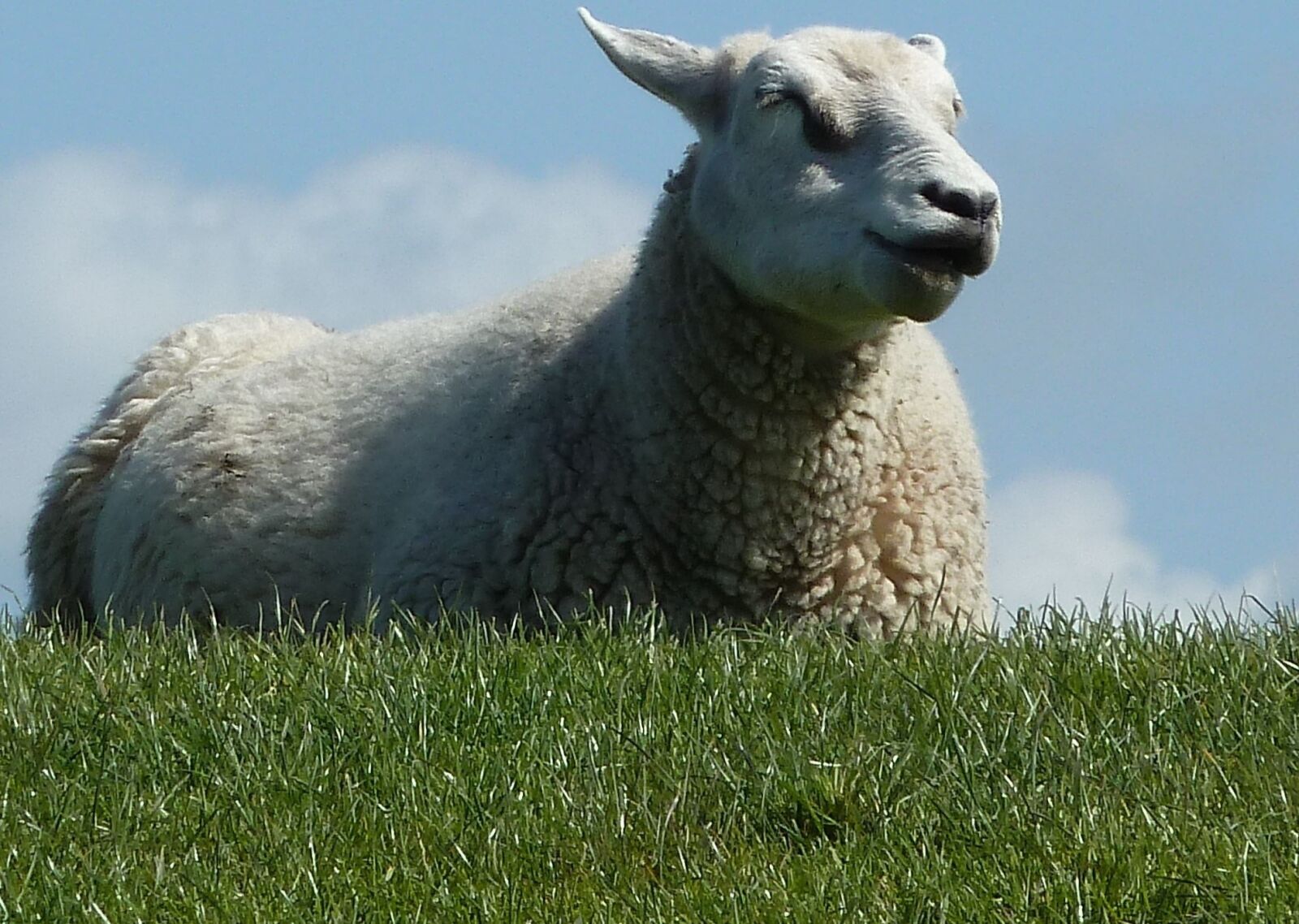 Panasonic Lumix DMC-ZS5 (Lumix DMC-TZ8) sample photo. Sheep, spring, animals photography