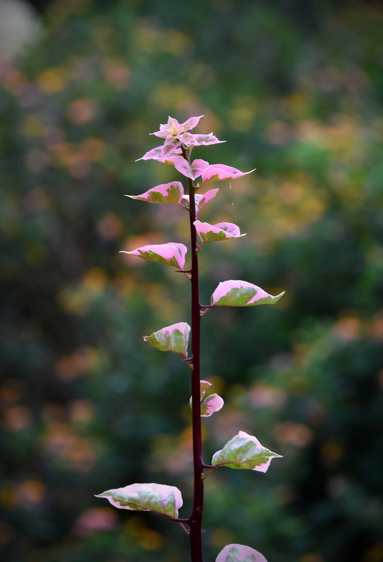 Nikon D7200 sample photo. Vines, strange, thorny photography