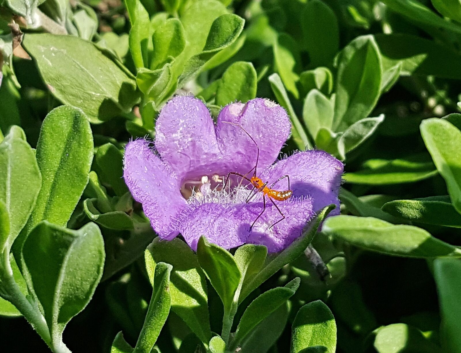 Samsung Galaxy Note5 sample photo. Flowers, assassin bug nymph photography