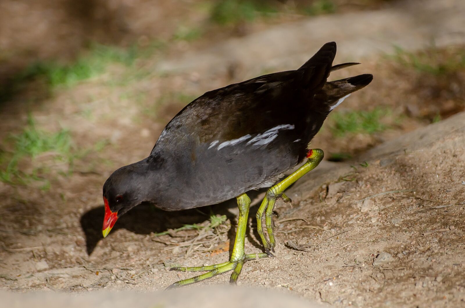Nikon D7000 sample photo. Bird, plumage, nature photography