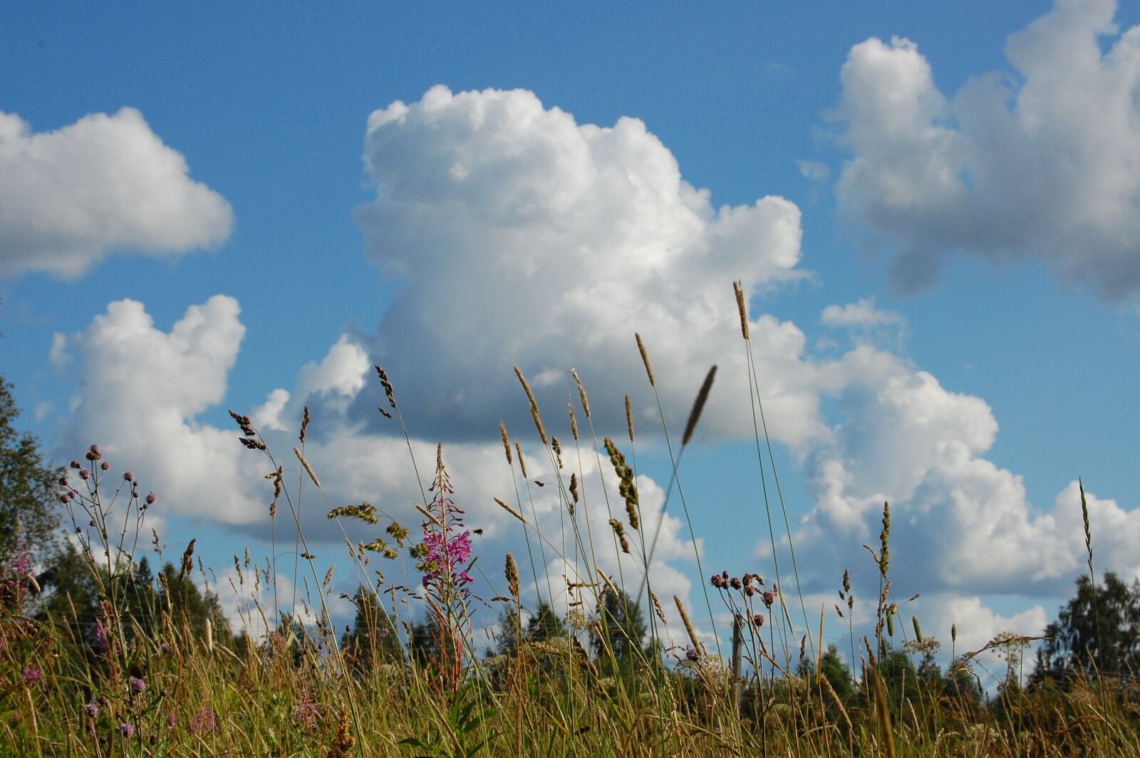 Nikon D40 sample photo. Clouds, grass, nature photography