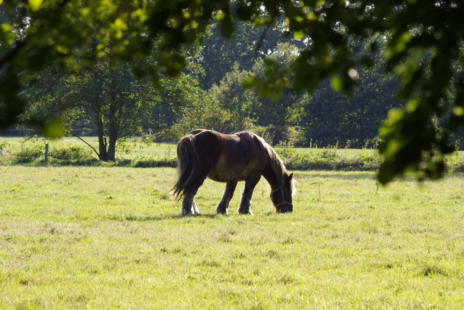 Pentax K-r sample photo. Horse, landscape, nature photography