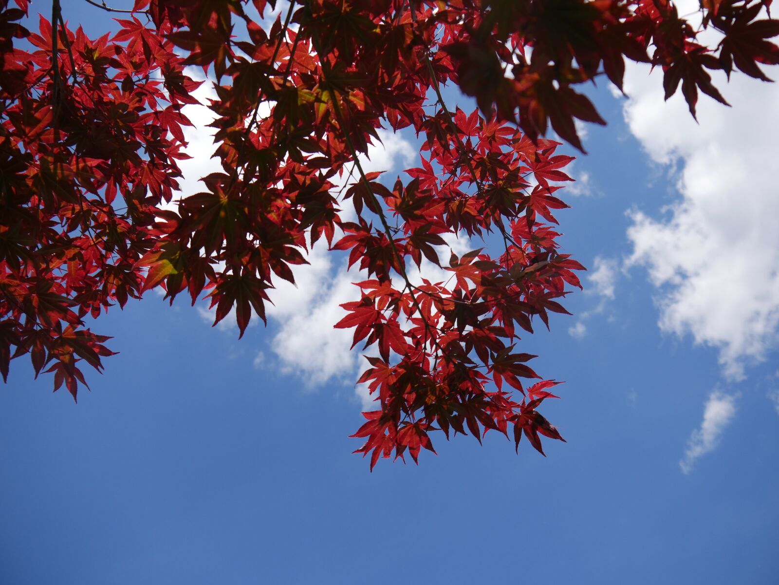 Panasonic DMC-G70 sample photo. Leaves, tree, red photography