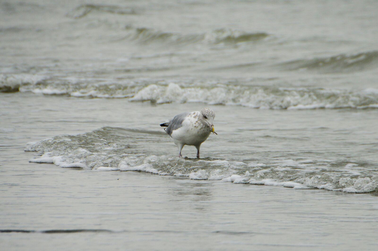 Nikon D3200 sample photo. Sea, beach, stella beach photography