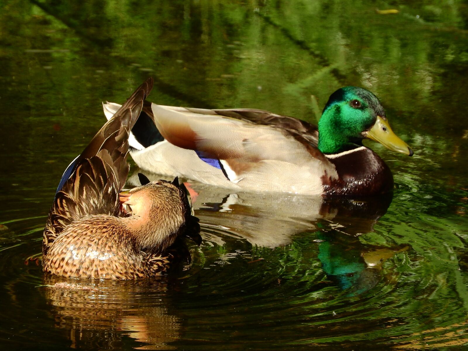 Nikon Coolpix P610 sample photo. Mallard duck, anas platyrhynchos photography