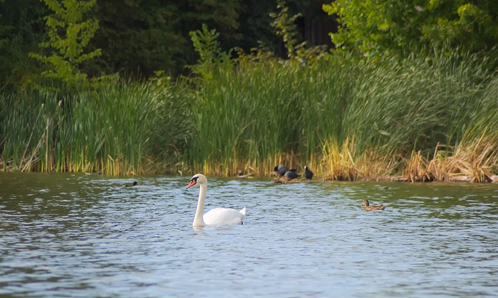 Nikon D7200 sample photo. Swan, bird, beak photography
