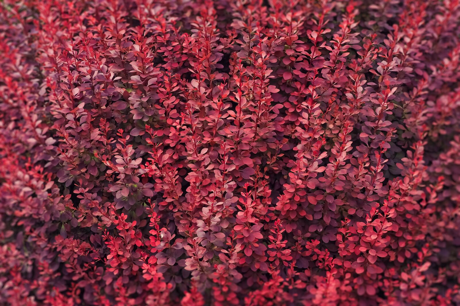 Olympus OM-D E-M10 sample photo. Bush, red, leaves photography