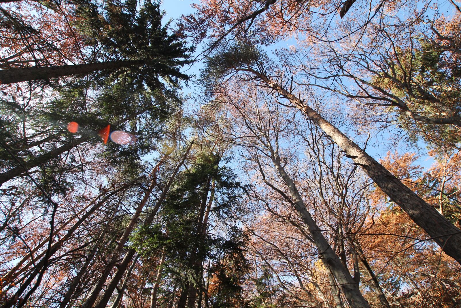 Canon EOS 1100D (EOS Rebel T3 / EOS Kiss X50) sample photo. Forest, autumn, trees photography