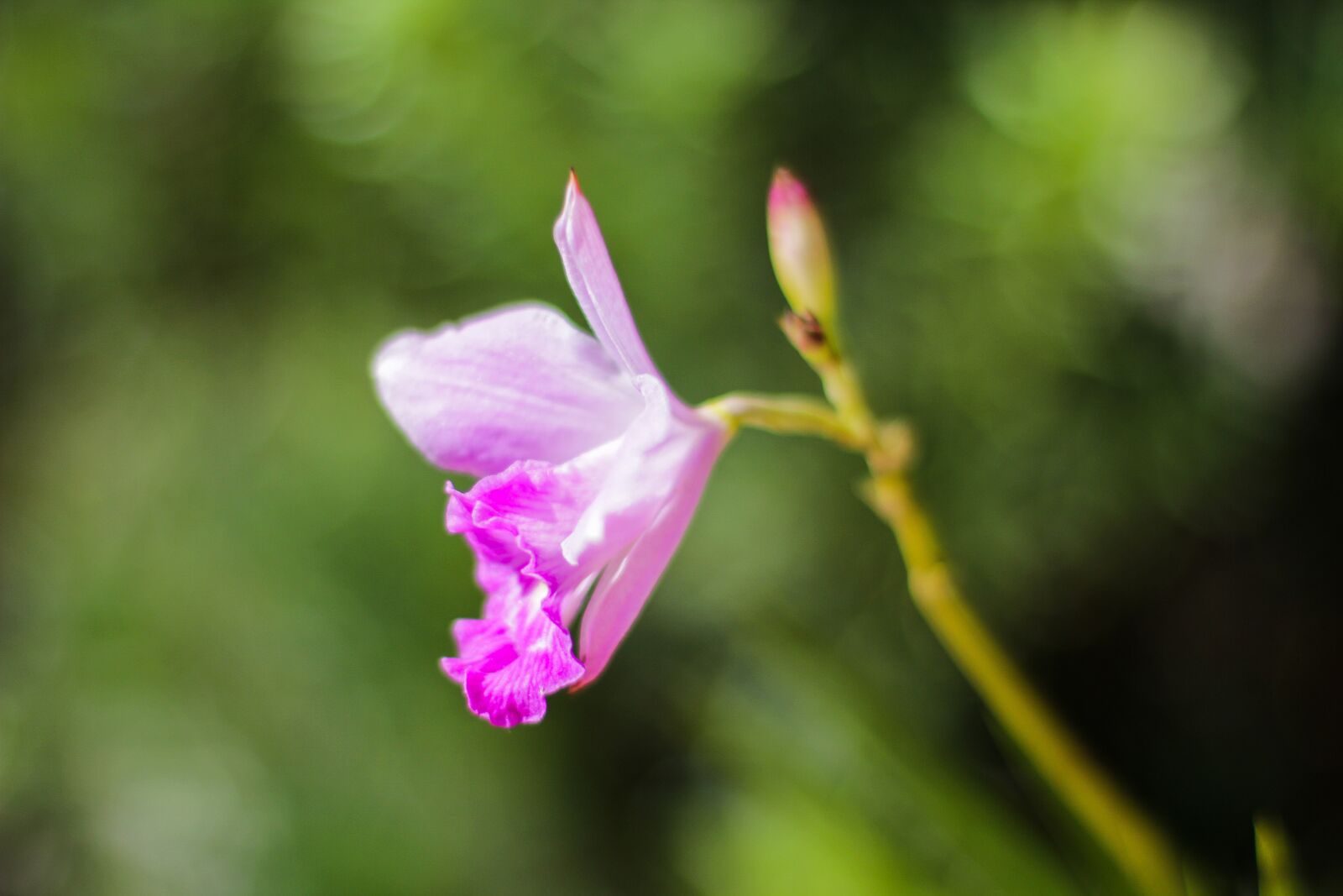 Canon EOS 60D + Canon EF 50mm F1.4 USM sample photo. Flower, rosa, plant photography