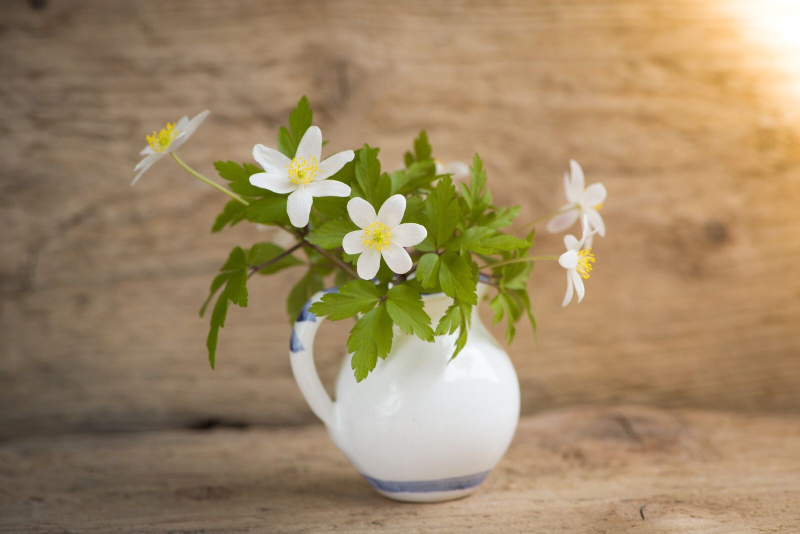 Nikon D750 sample photo. Bush-windr schen, ranunculaceae, anemone photography