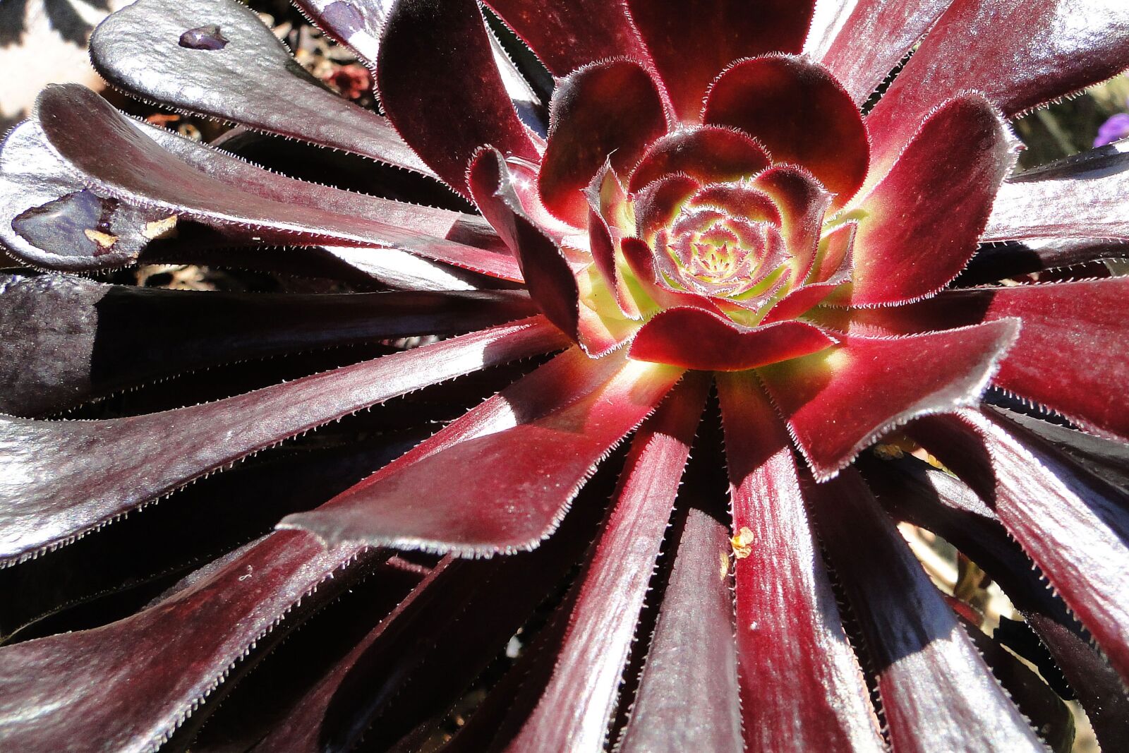 Sony Cyber-shot DSC-HX1 sample photo. Flower, succulent, offer photography