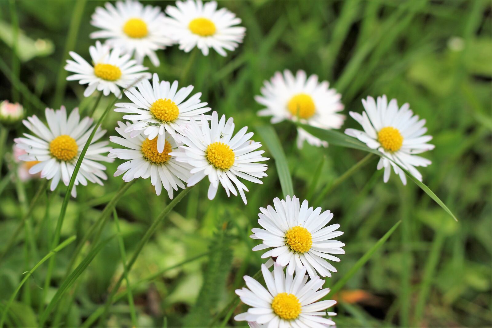 Canon EOS 550D (EOS Rebel T2i / EOS Kiss X4) sample photo. Daisies, blooming, spring photography