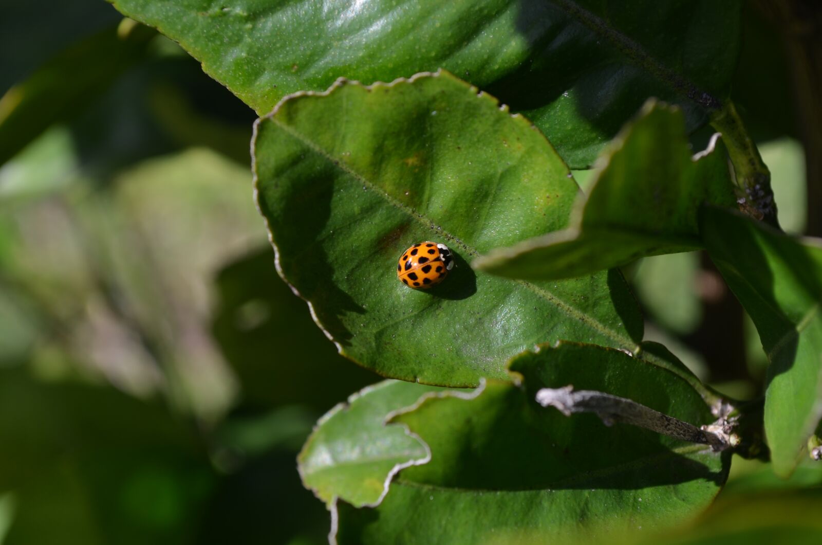 Nikon D5100 sample photo. Insect, ladybug, beetle photography