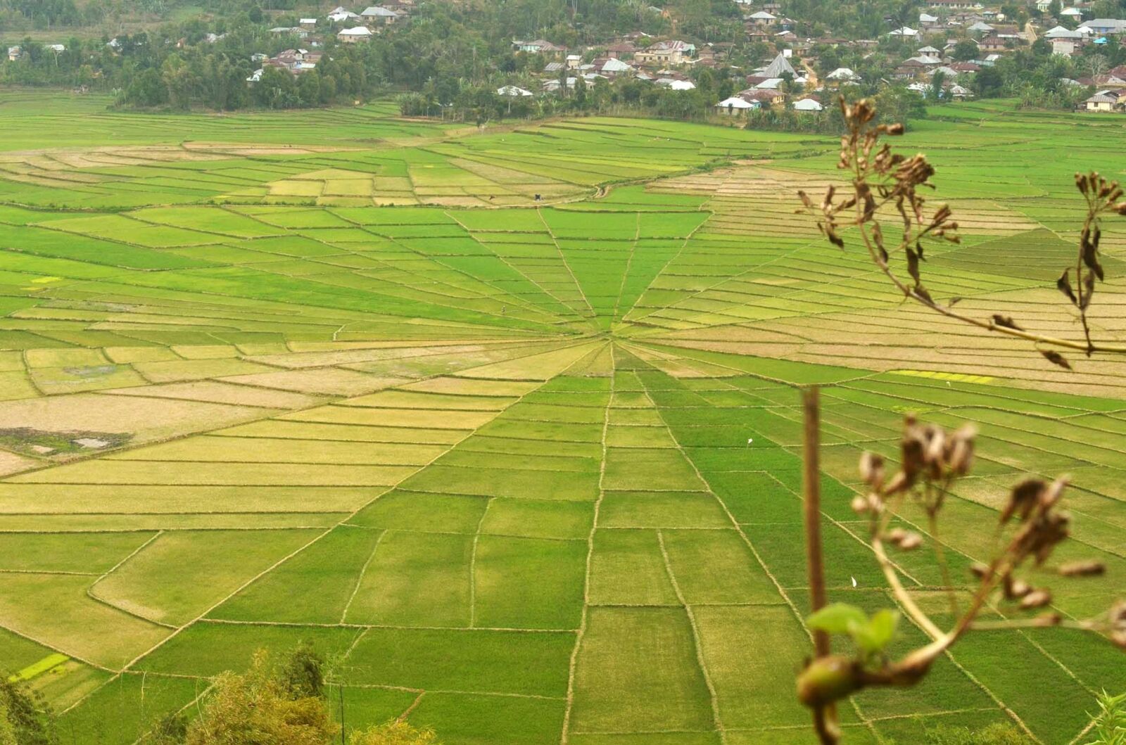 Nikon D5100 sample photo. Farmer, agriculture, field photography
