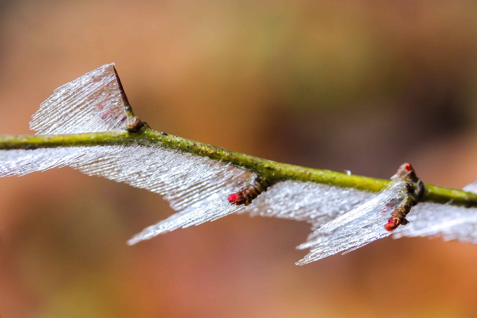 Canon EOS 1100D (EOS Rebel T3 / EOS Kiss X50) sample photo. Ice, tree, plant, winter photography