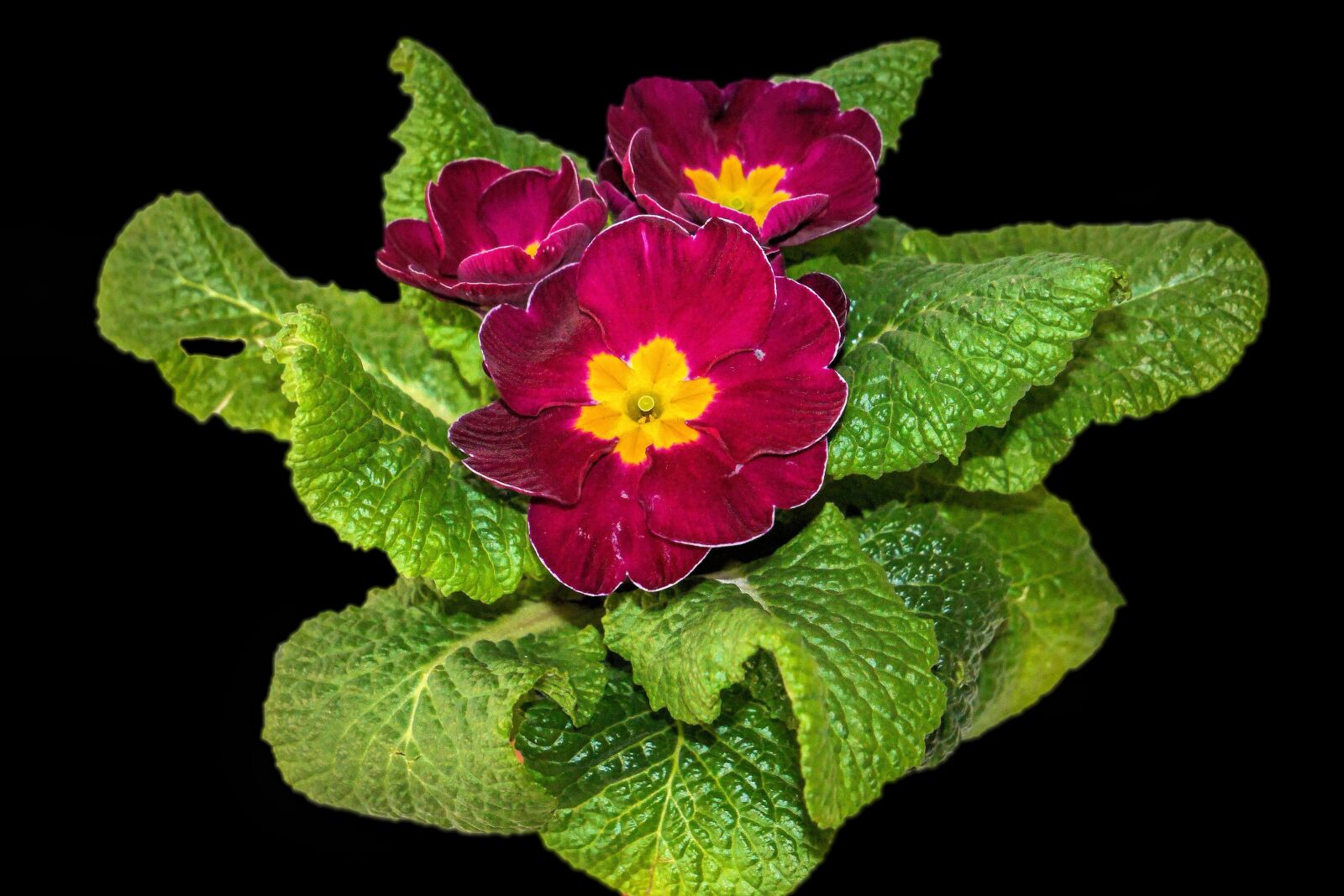 Panasonic Lumix DMC-G6 sample photo. Plant, primrose, flowers photography