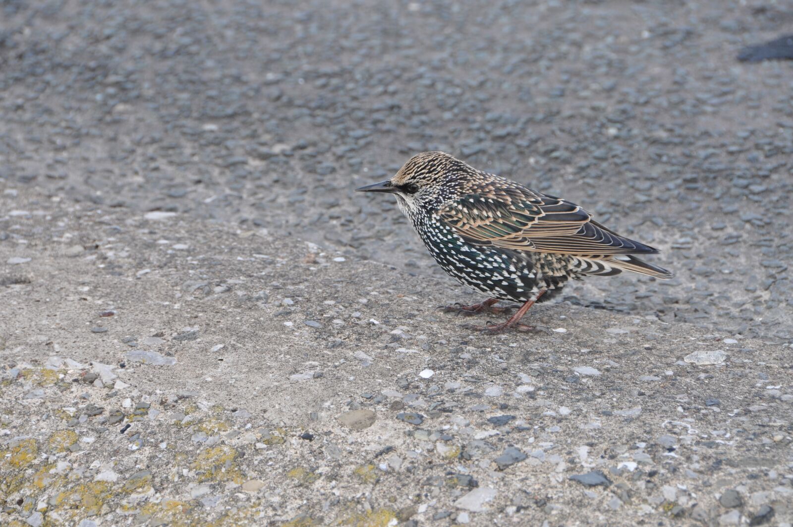 Nikon D5000 sample photo. Bird, starling, animals photography