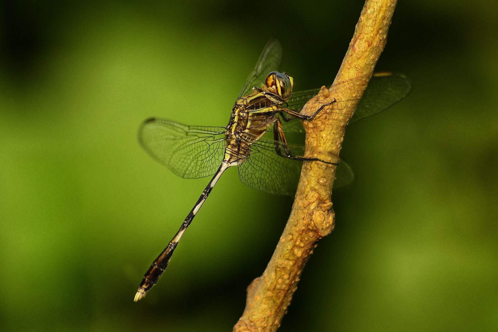 Nikon D5100 sample photo. Hopper, insects, natural photography
