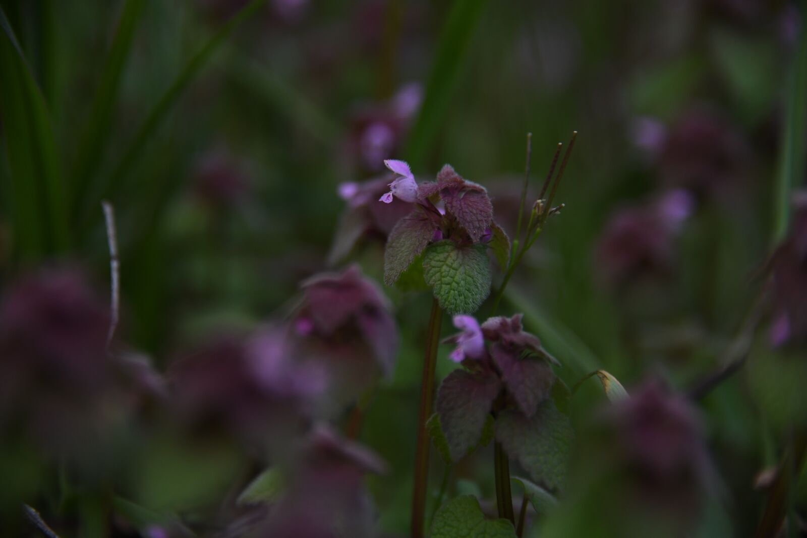 Nikon D850 sample photo. Flower, purple, forest photography