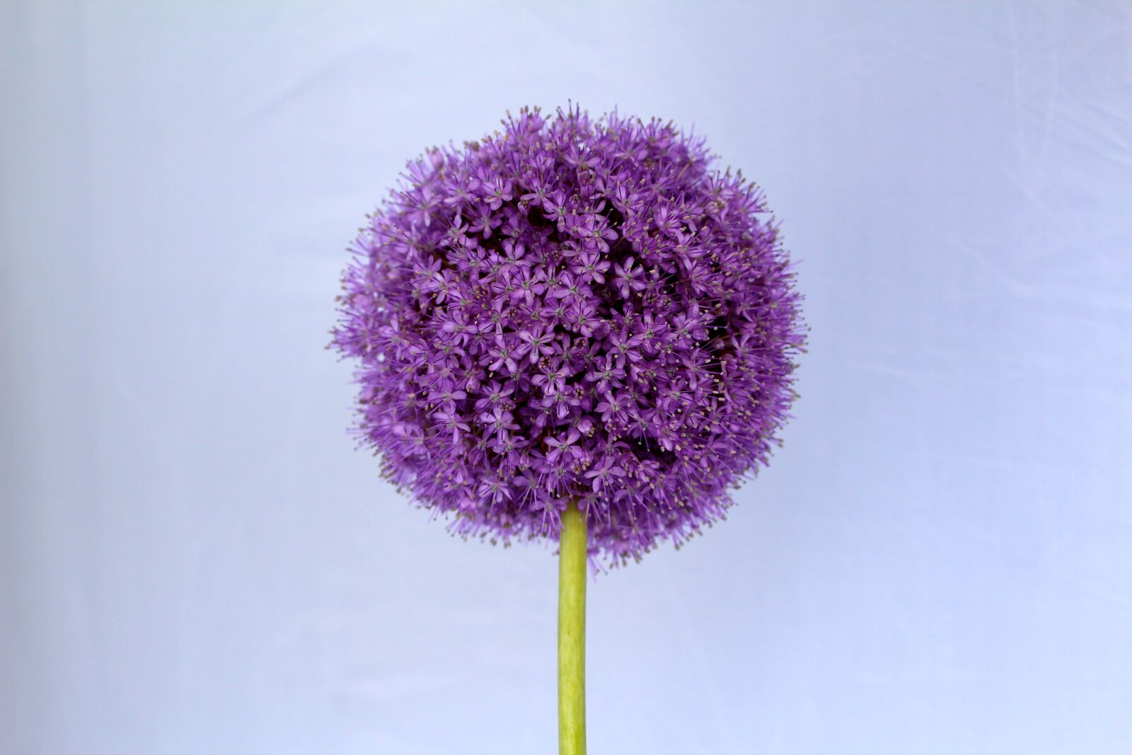 Canon EOS 600D (Rebel EOS T3i / EOS Kiss X5) + Canon EF 50mm F1.4 USM sample photo. Allium, purple, ball photography