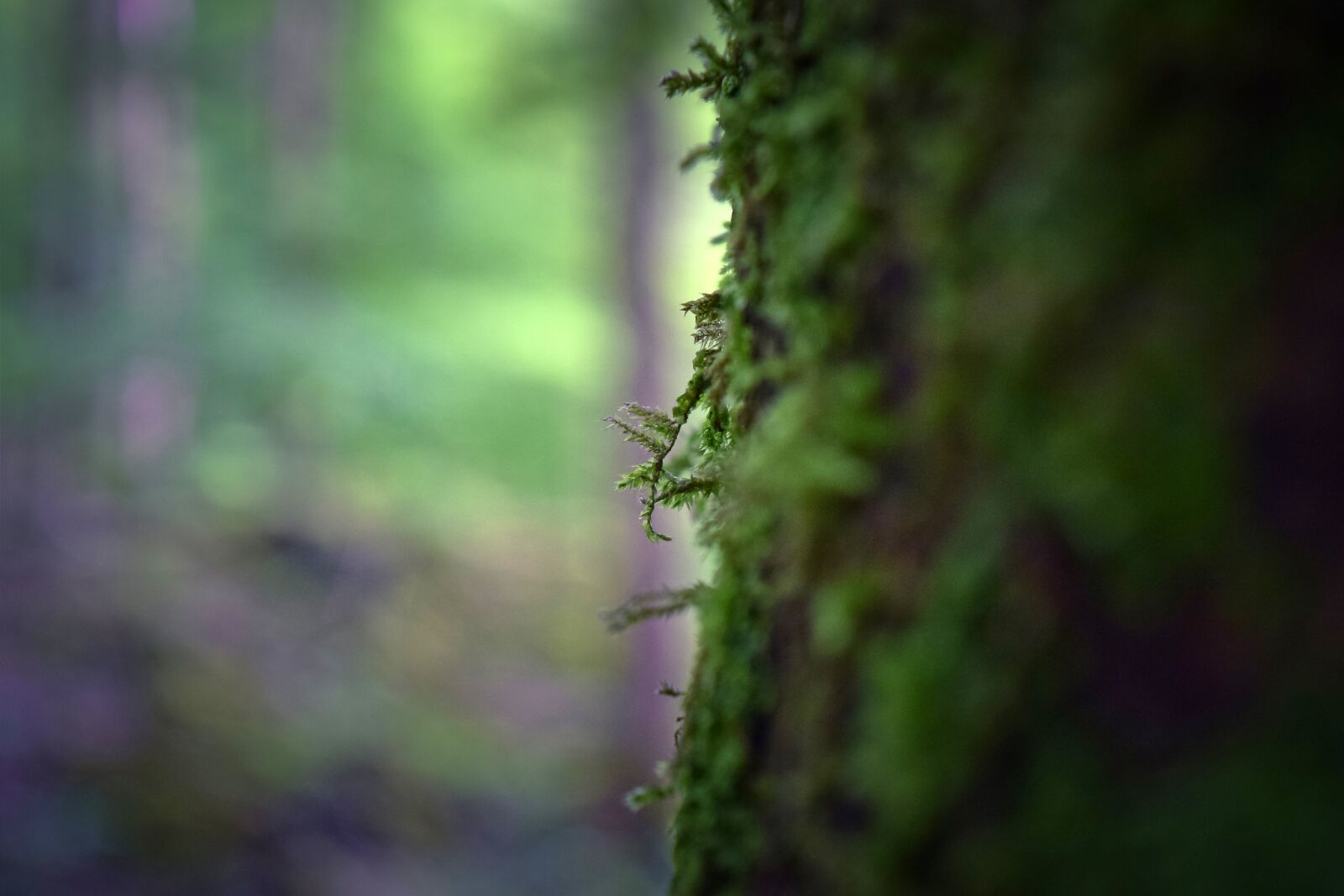 Nikon D3300 sample photo. Forest, nature, tree photography