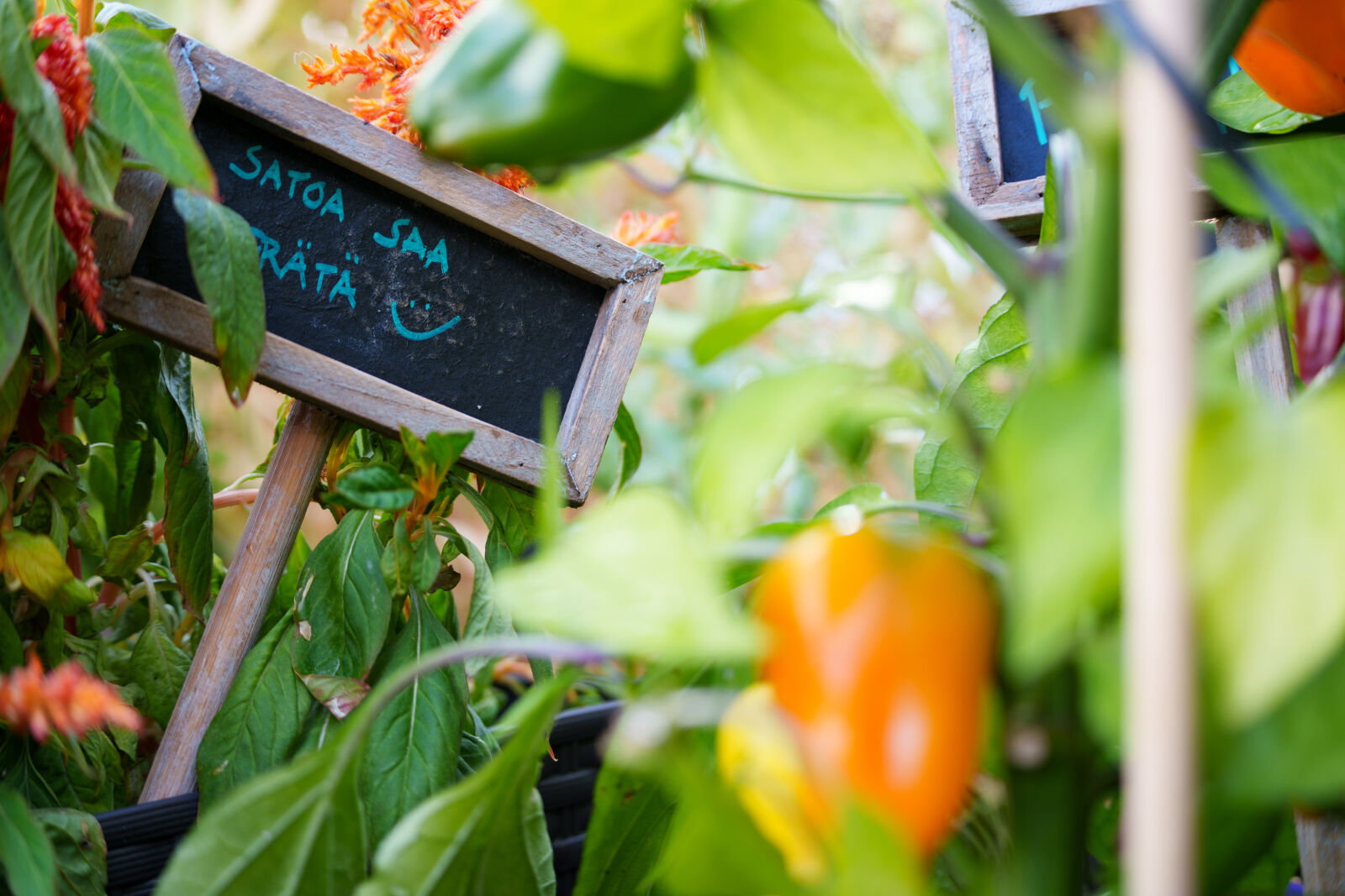 Sony a7R V sample photo. Free for harvesting photography