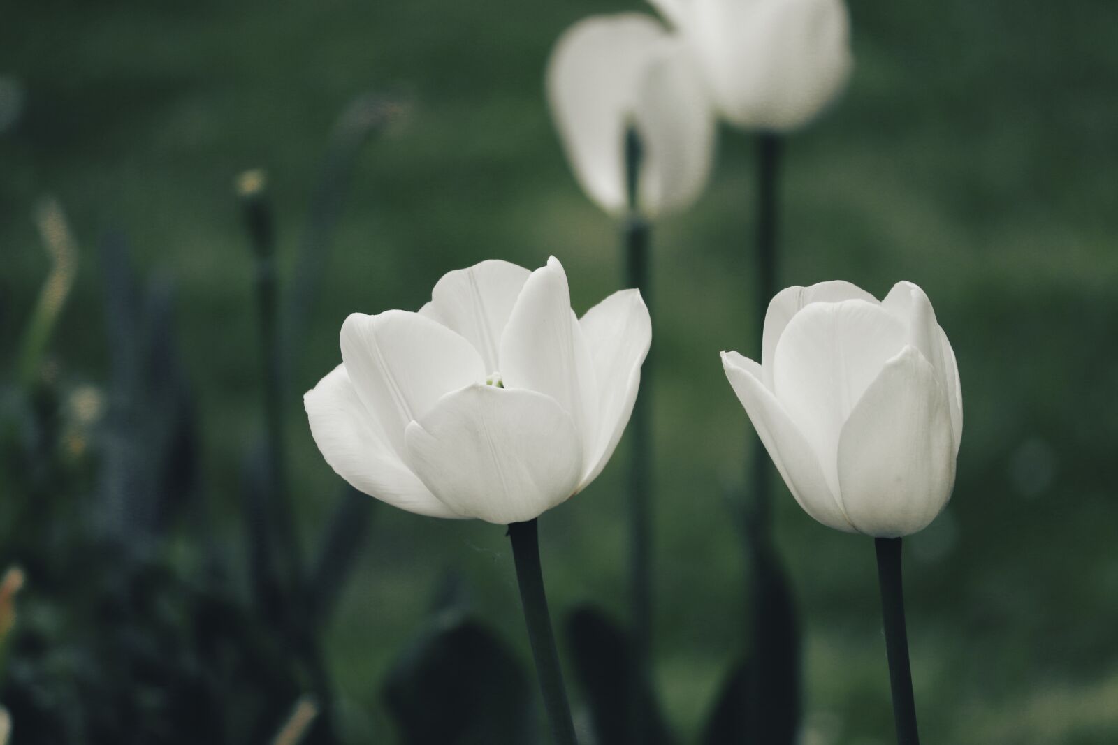 Canon EOS 200D (EOS Rebel SL2 / EOS Kiss X9) sample photo. Tulips, white, spring photography