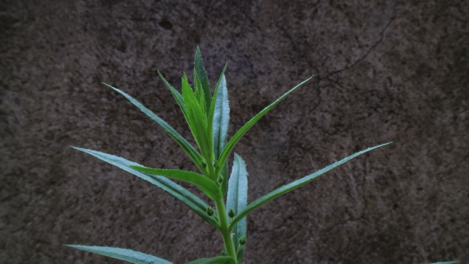Canon EOS M3 sample photo. Lavender, flower, leaf photography