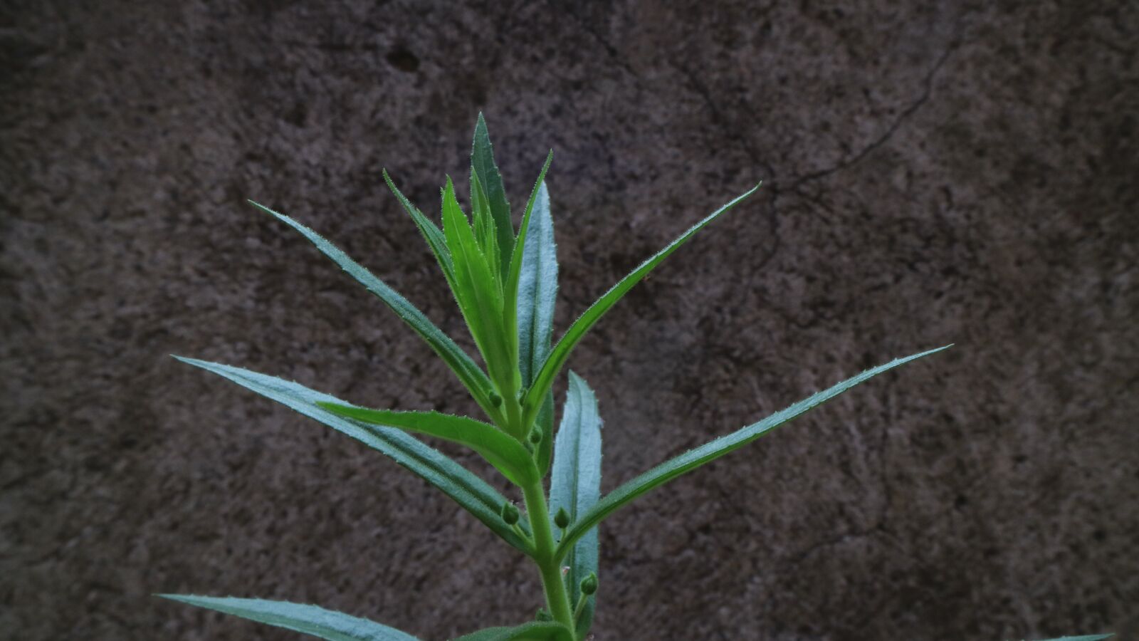 Canon EOS M3 + Canon EF-M 15-45mm F3.5-6.3 IS STM sample photo. Lavender, flower, leaf photography