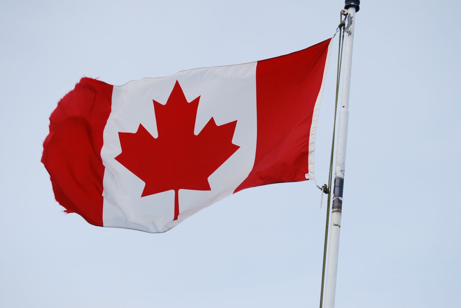 Nikon D60 sample photo. Canada flag, maple leaf photography