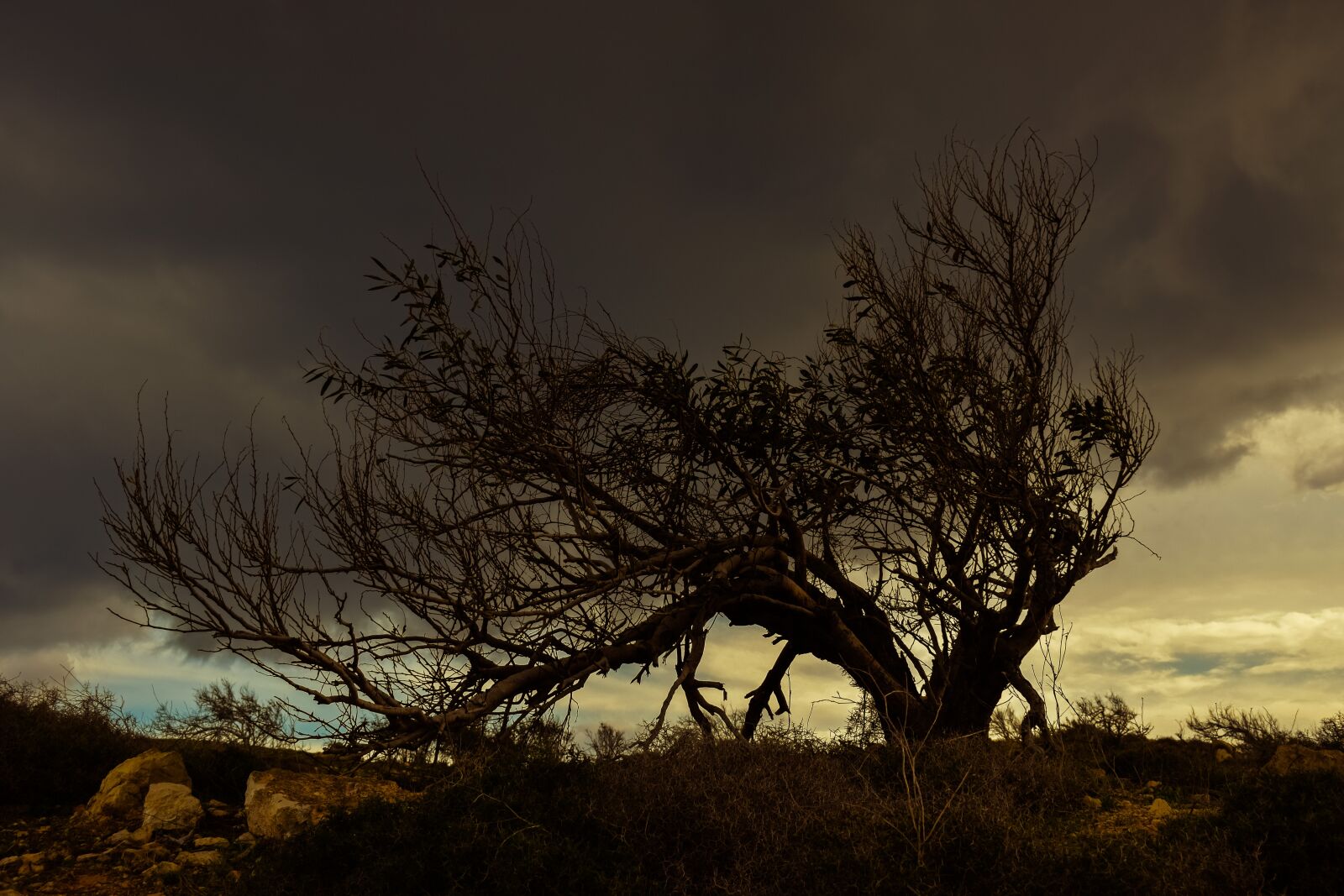 Nikon D3300 sample photo. Tree, sky, clouds photography