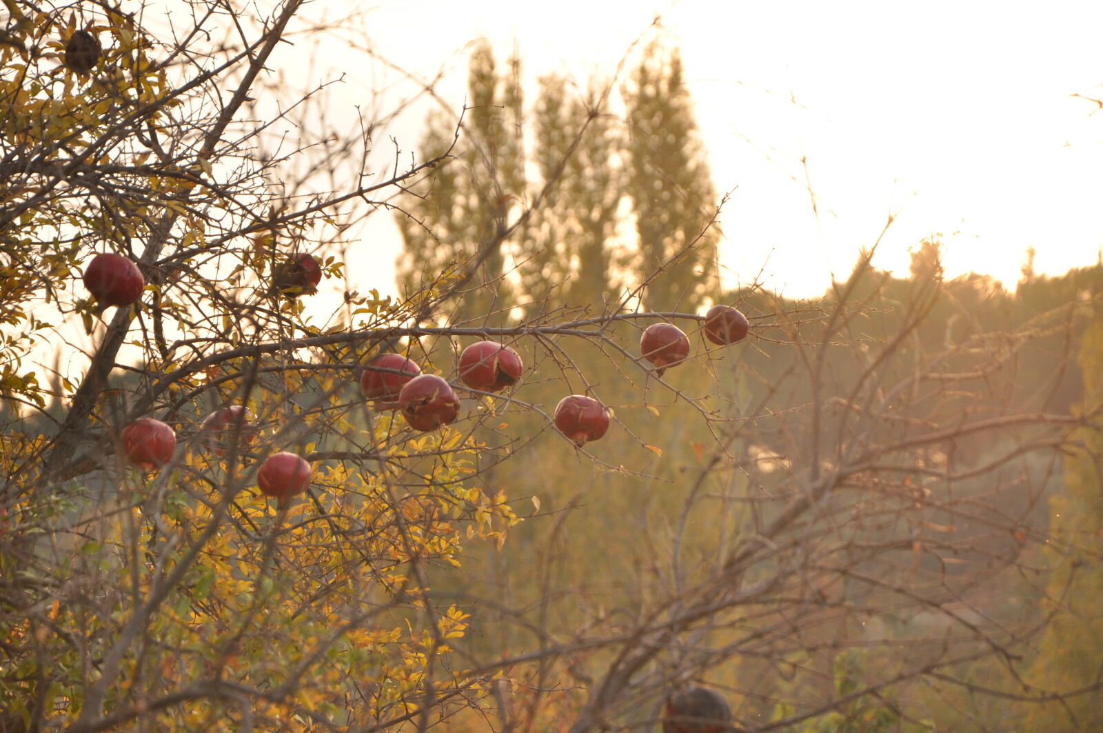 Nikon D90 sample photo