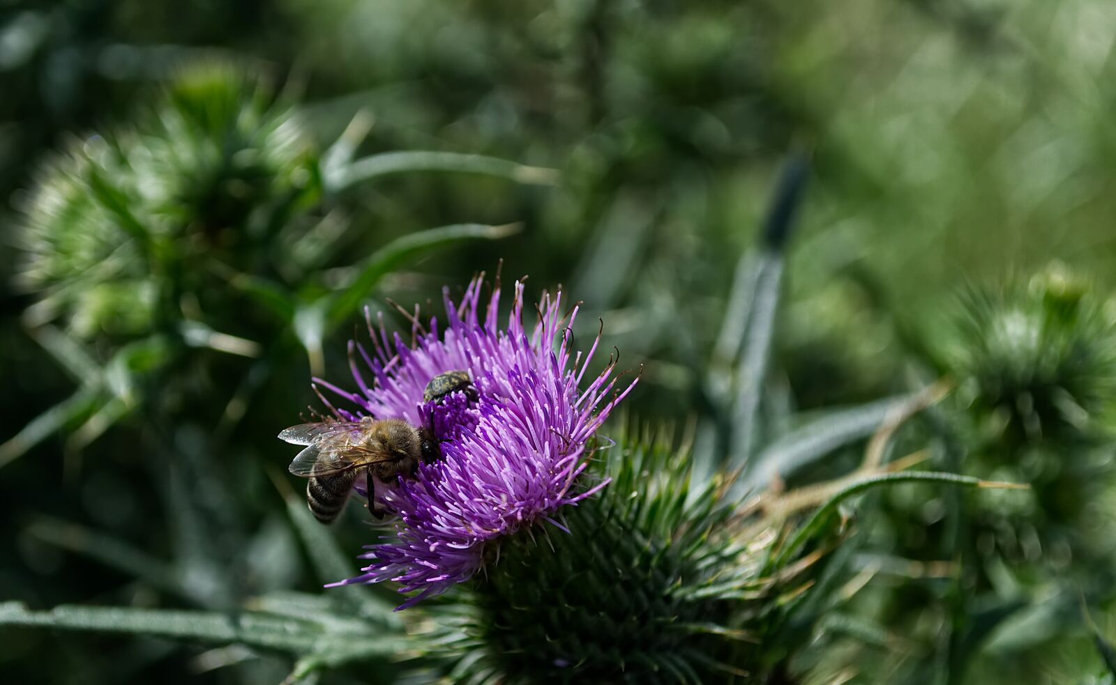 Nikon D3100 sample photo. Blossom, bloom, bee photography
