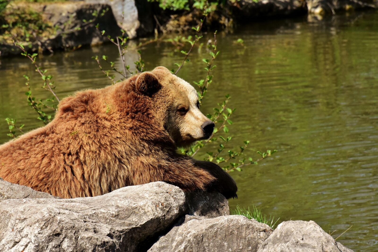 Nikon D7200 sample photo. European brown bear, play photography