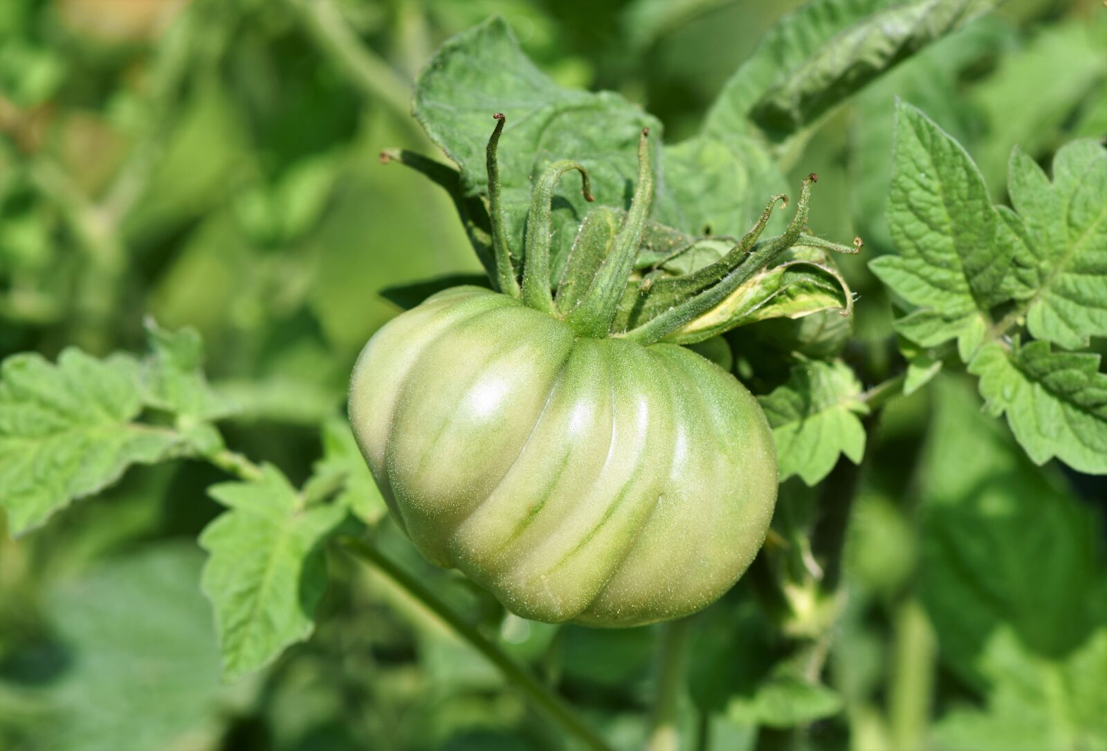 Nikon D7200 sample photo. Tomato, beefsteak tomato, big photography
