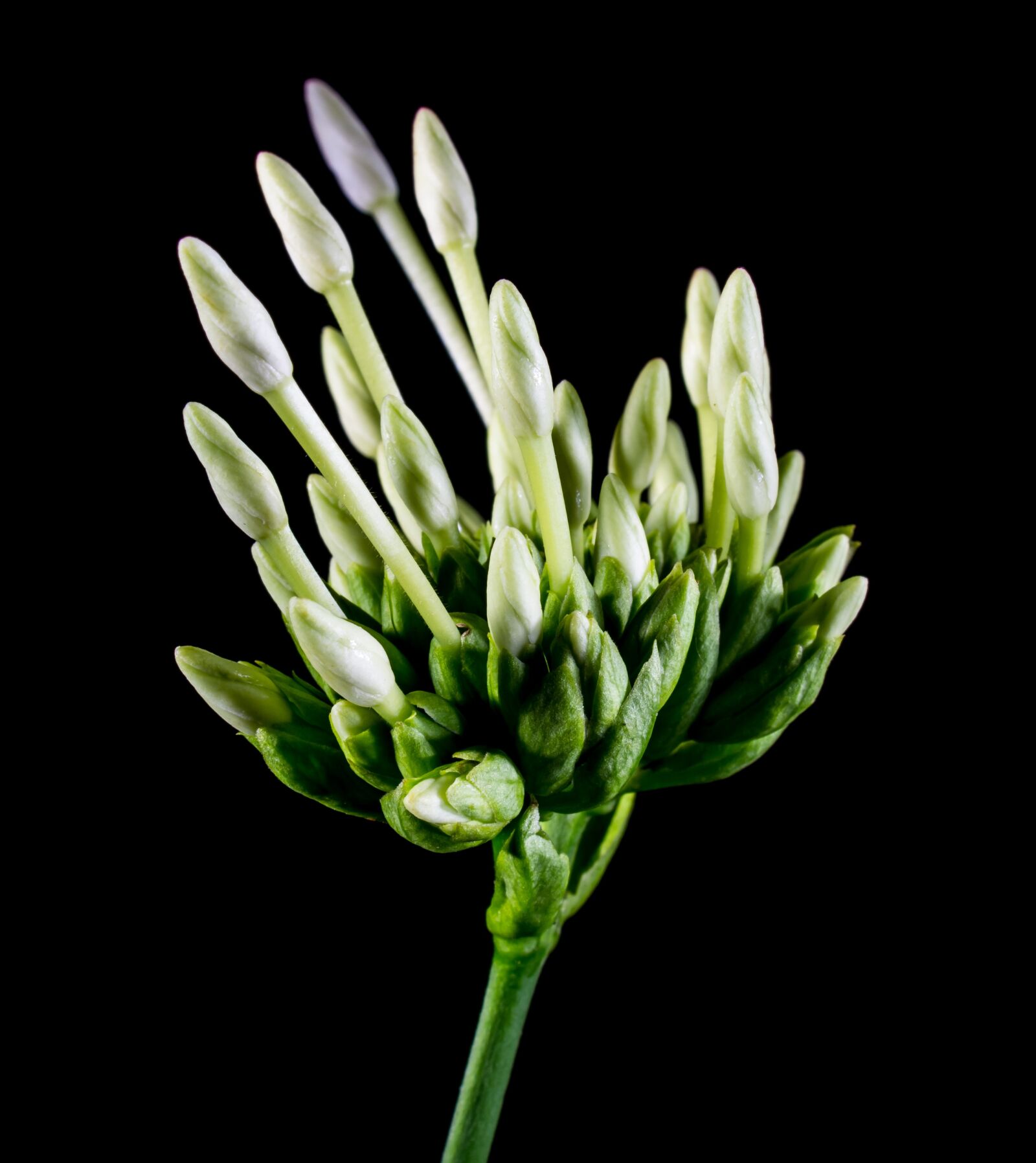 Nikon D5200 sample photo. Blossom, bloom, flower photography