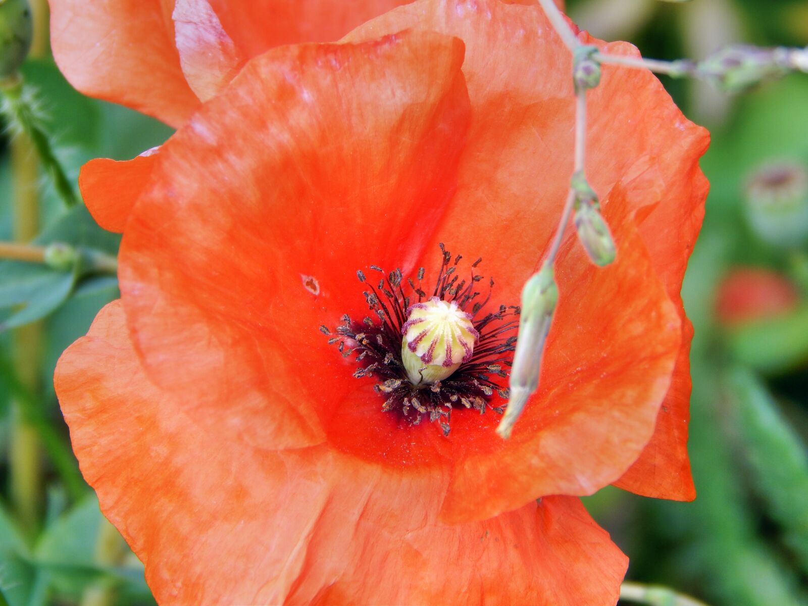 Nikon Coolpix L820 sample photo. Poppy, plant, red photography