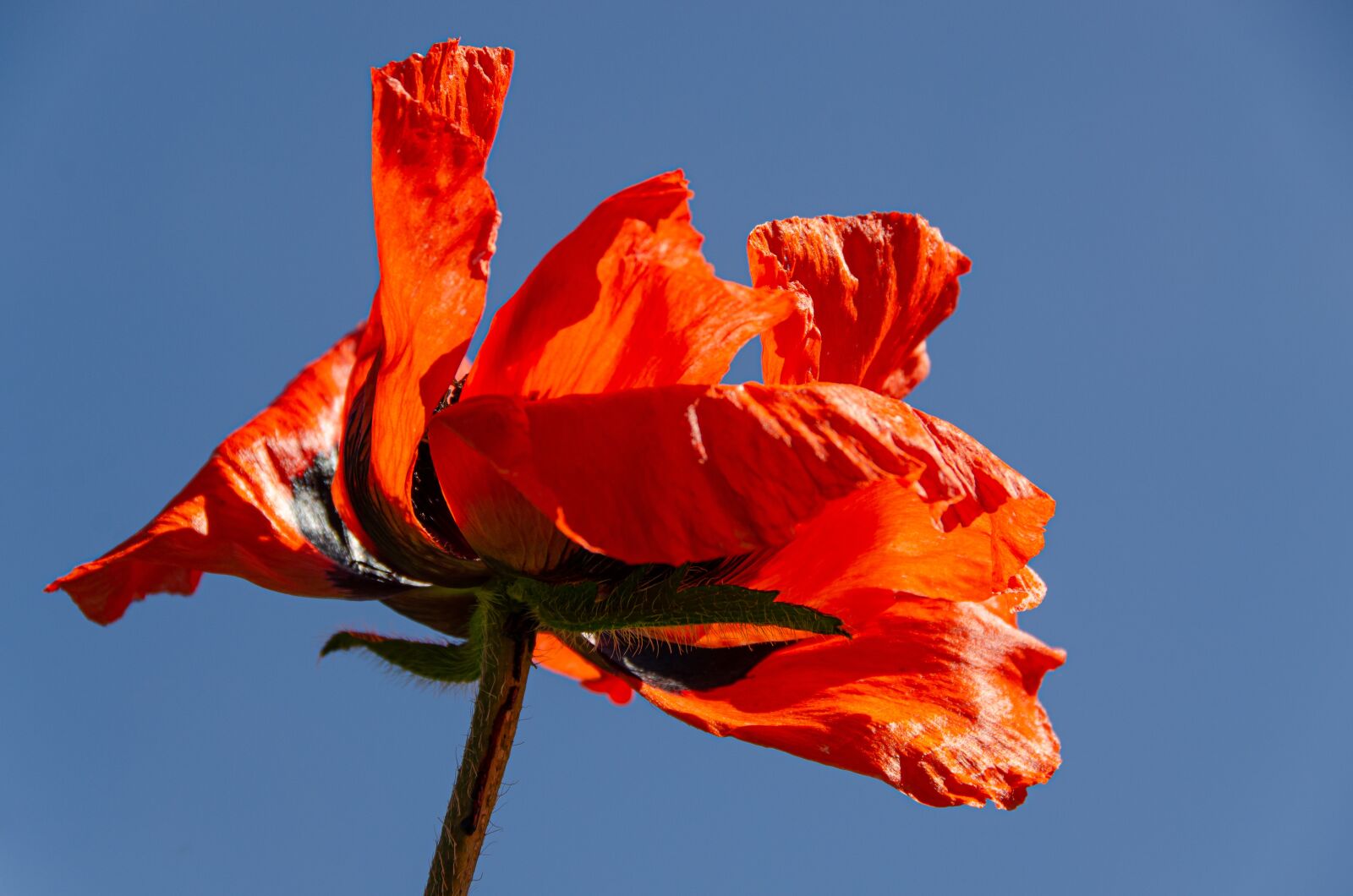 Nikon D7000 sample photo. Poppy, poppy garden, garden photography