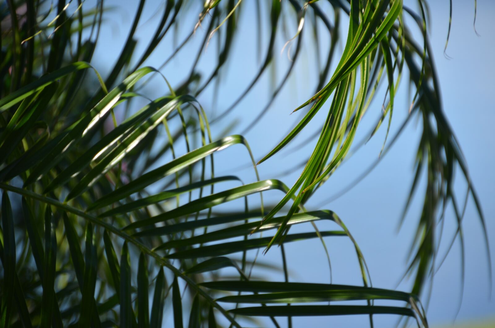 Nikon D5100 sample photo. Palm, nature, tree photography