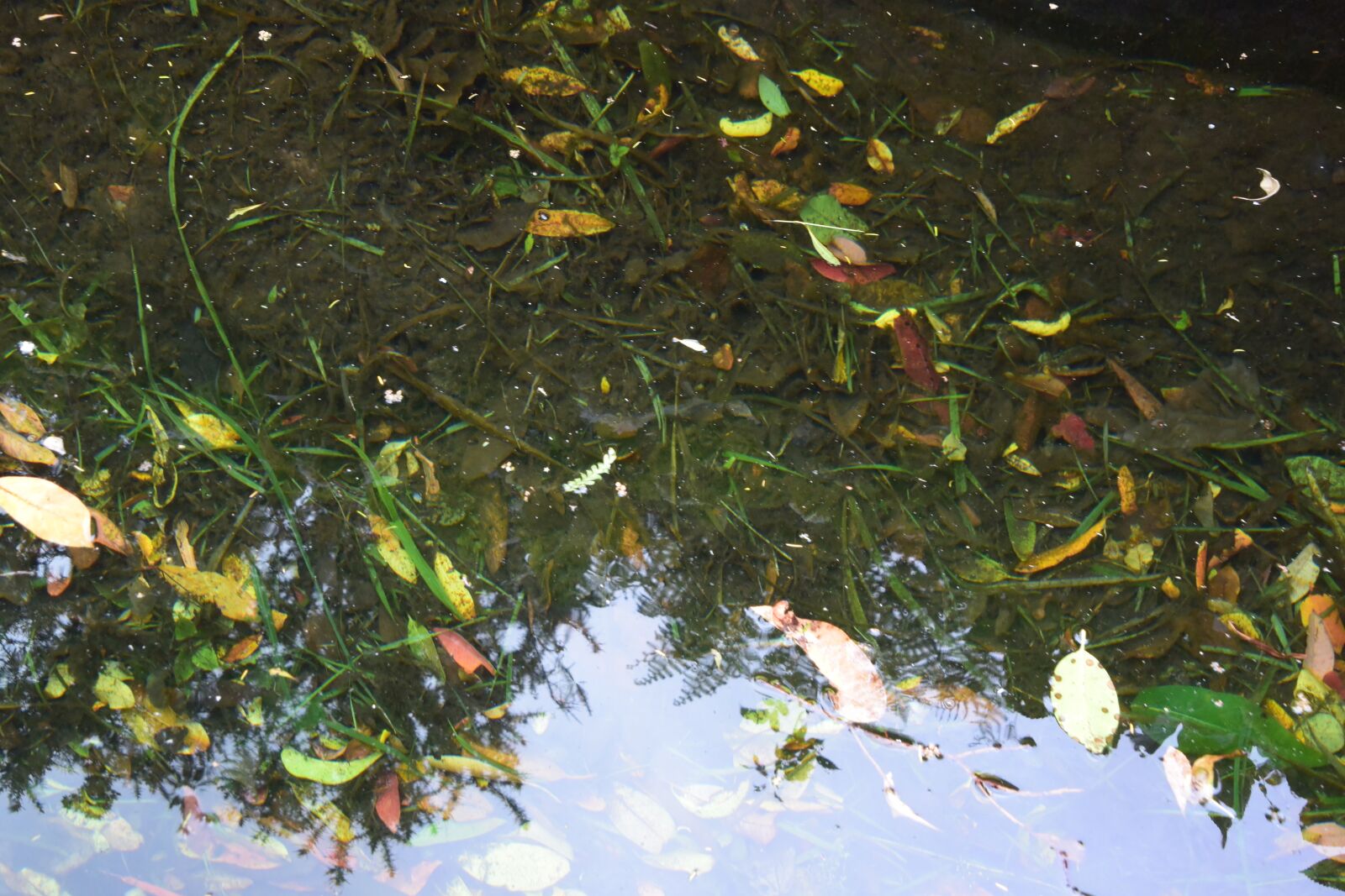 Nikon 1 J4 sample photo. Leaves in water, pond photography